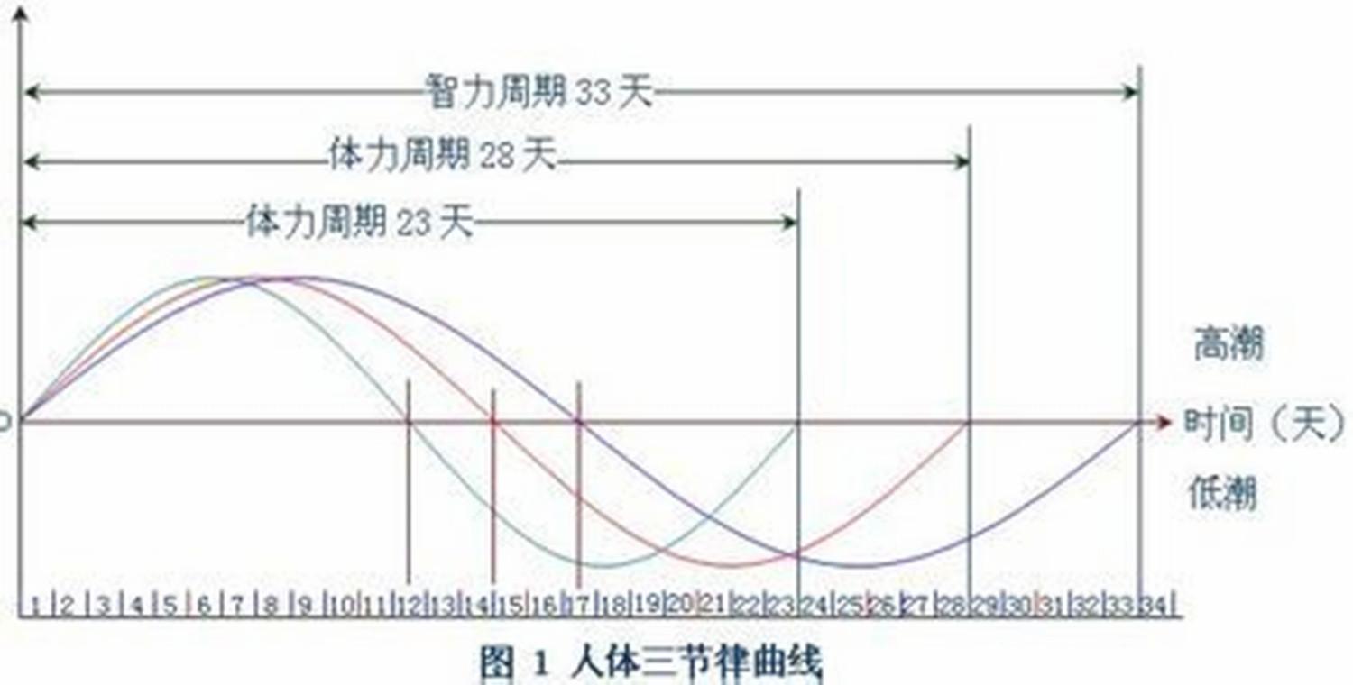 人体生物节律在线查询，探索健康与效率的新纪元