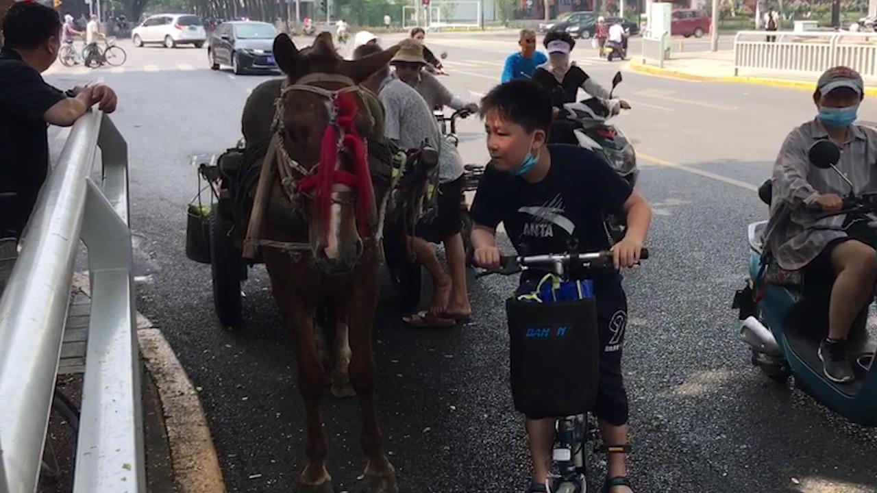 中牟玉米价格动态分析与趋势预测