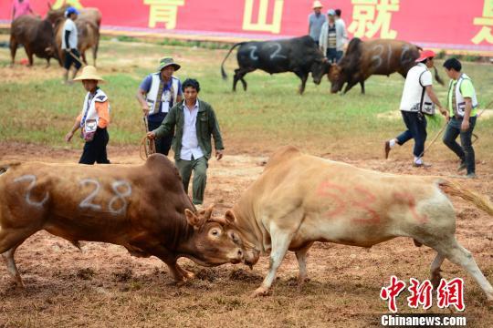 牛王热血竞技大赛震撼呈现！