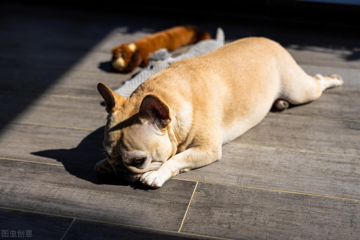 最新养狗条例出台，促进人与犬和谐共生，规范养犬行为