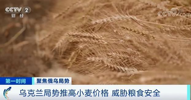 国际小麦行情最新动态分析