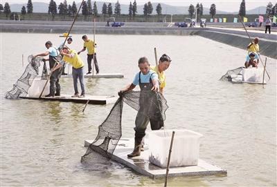 高淳螃蟹，最新价格、市场走势与消费者洞察分析