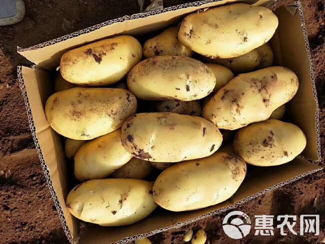 安丘土豆行情最新动态分析