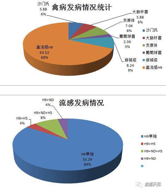 最新禽流感动态，挑战、应对策略深度解析