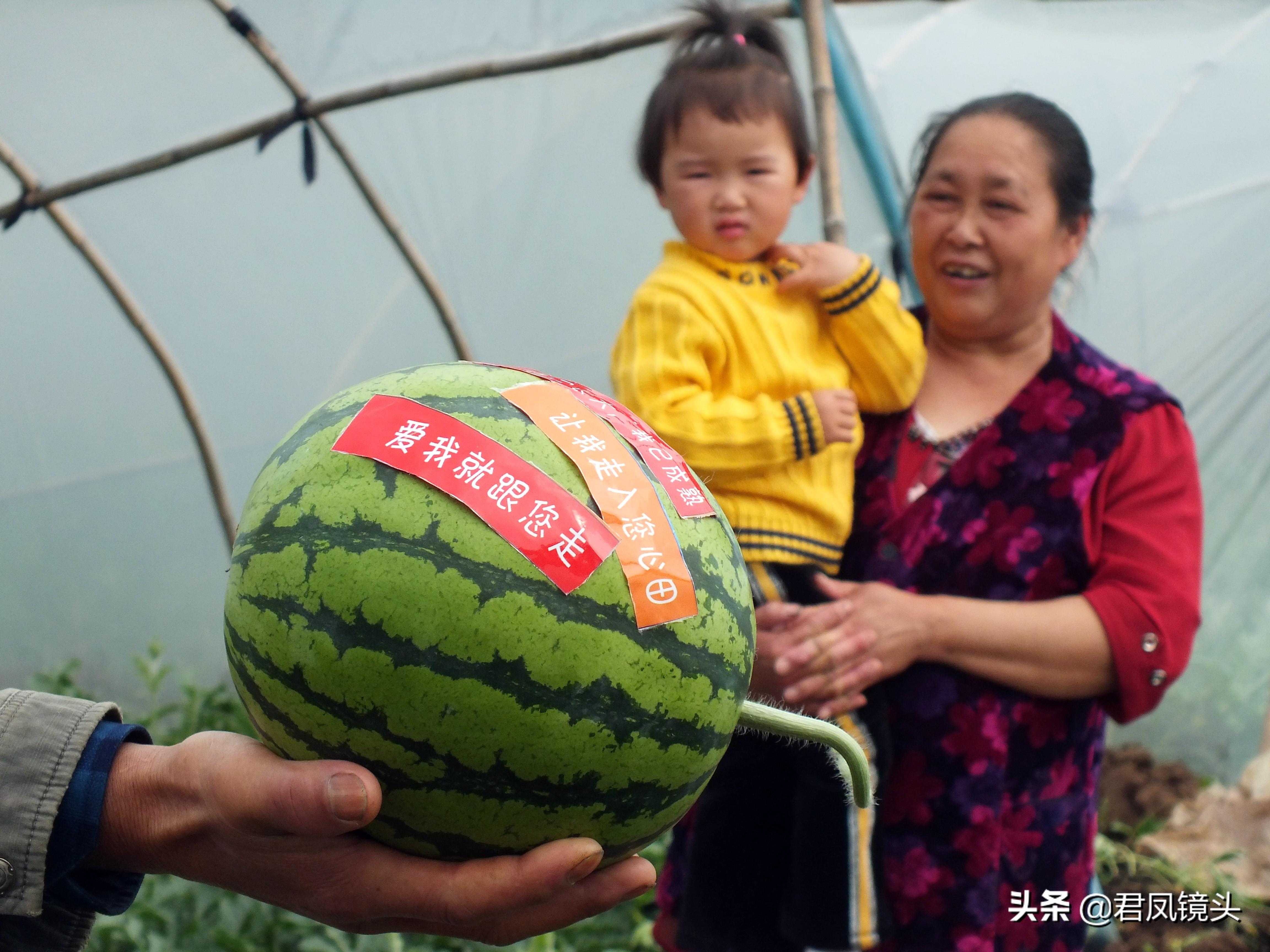 湖北西瓜产地价格动态分析与预测